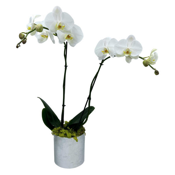 Phalaenopsis Orchid ~ Choose your container!